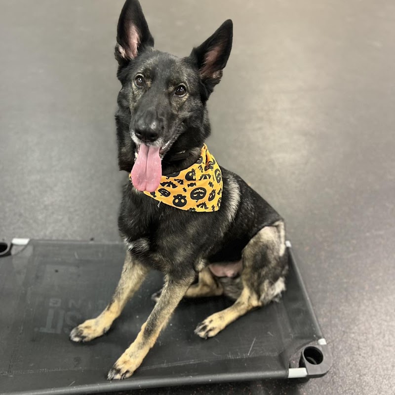 Sit Means Sit South Austin