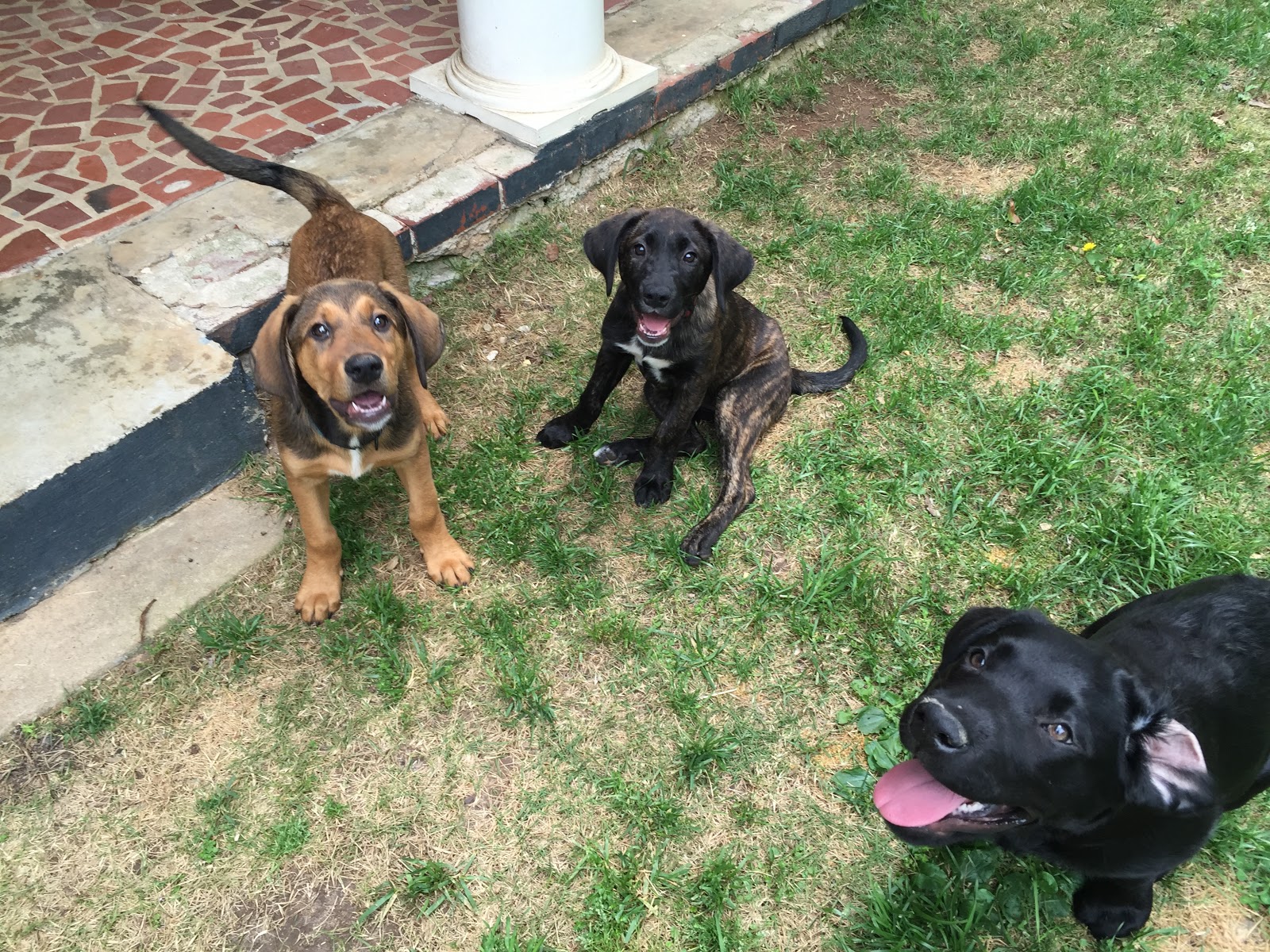 Sitting Pretty Pet Care, Inc.
