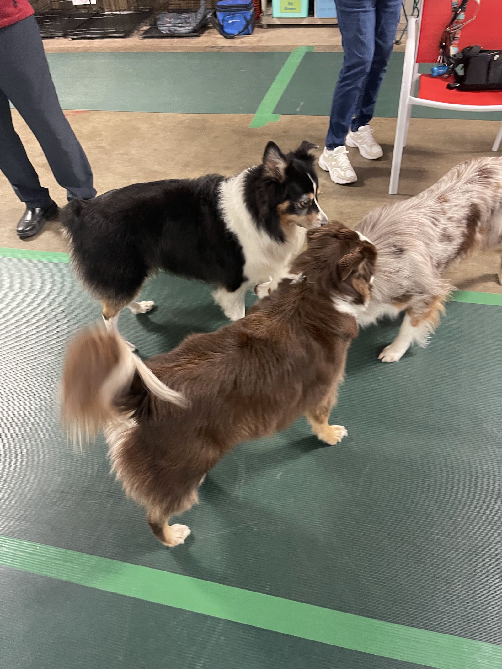 Smart Dog Training Center