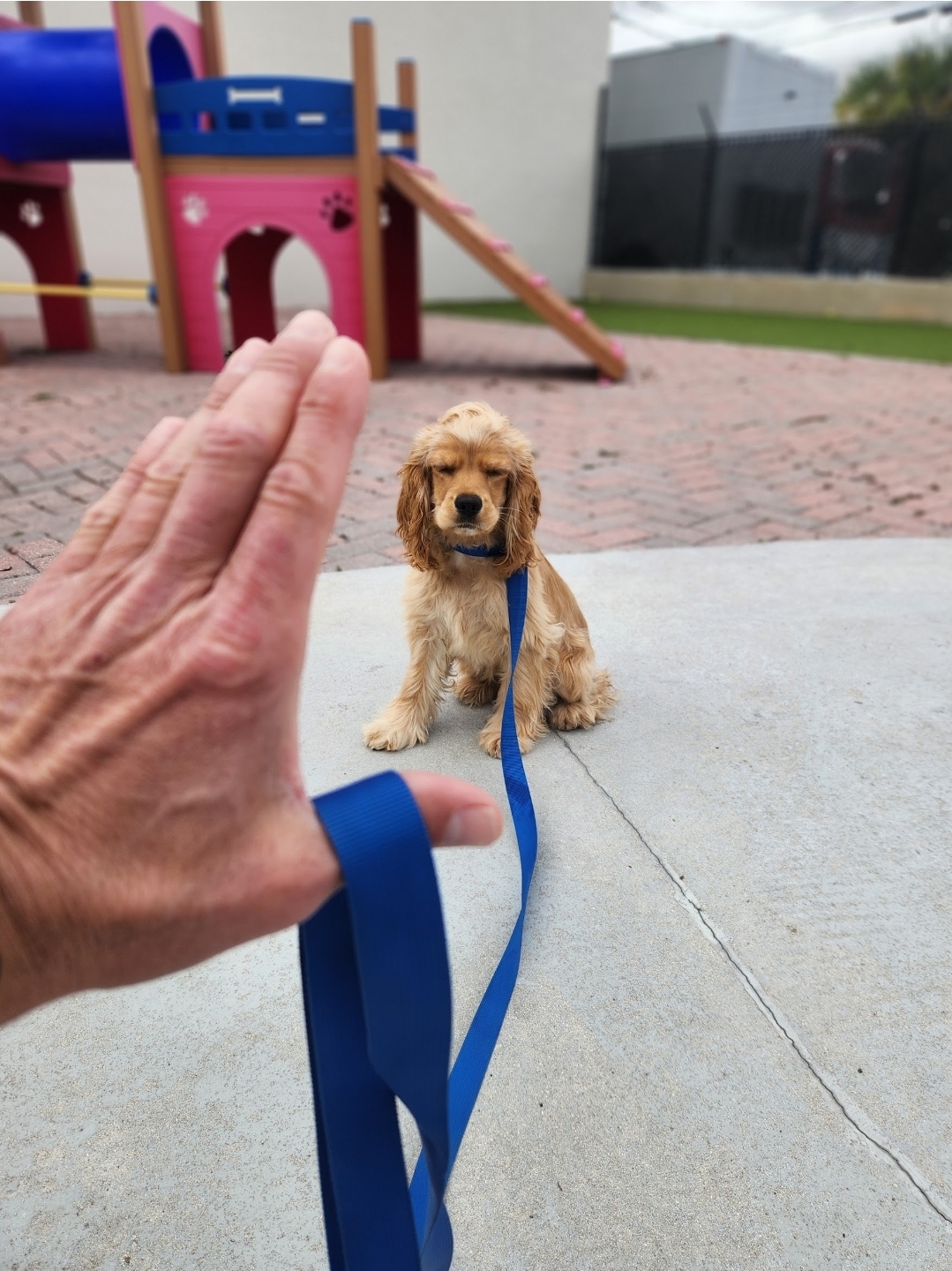 Smart Start Puppies - Dog Training