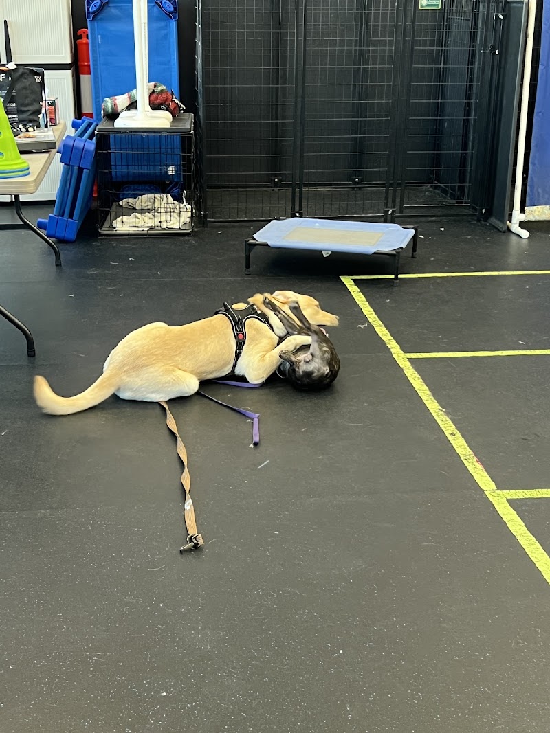 Smarty Paws Canine Coaching photo 2