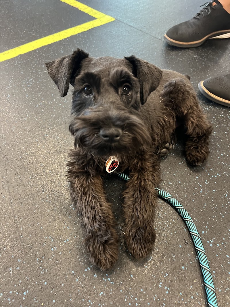 Smarty Paws Canine Coaching photo 3