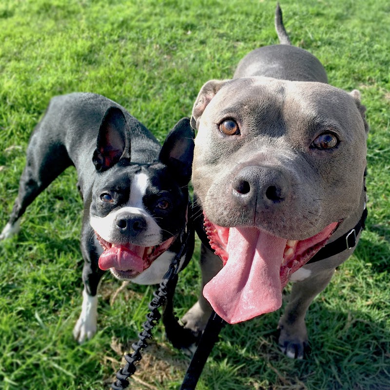 Sniff | San Diego - Private Dog Walking