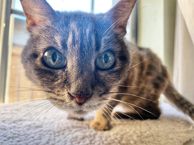 Sniff | San Diego - Private Dog Walking photo 2