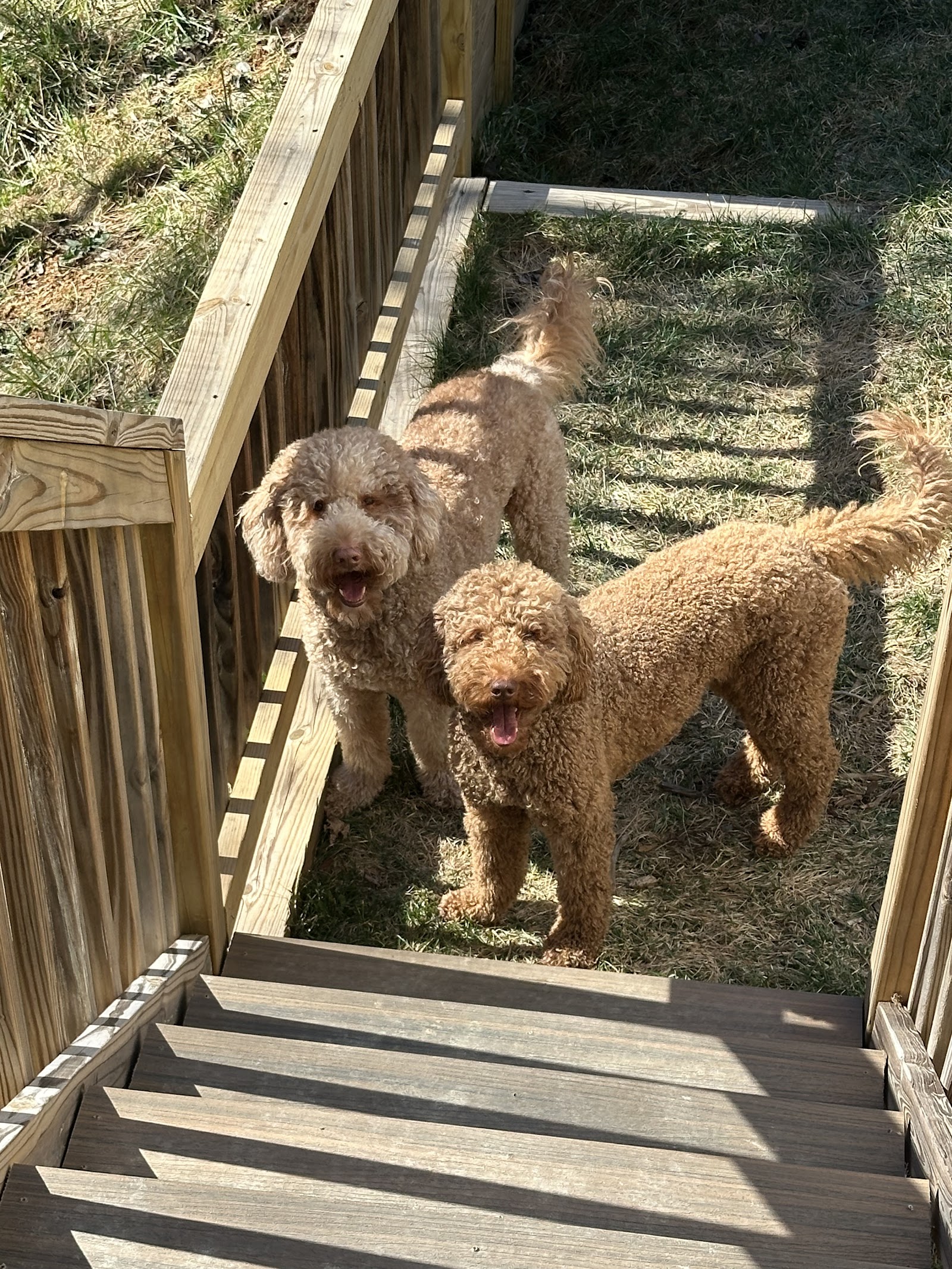Something To Bark About
