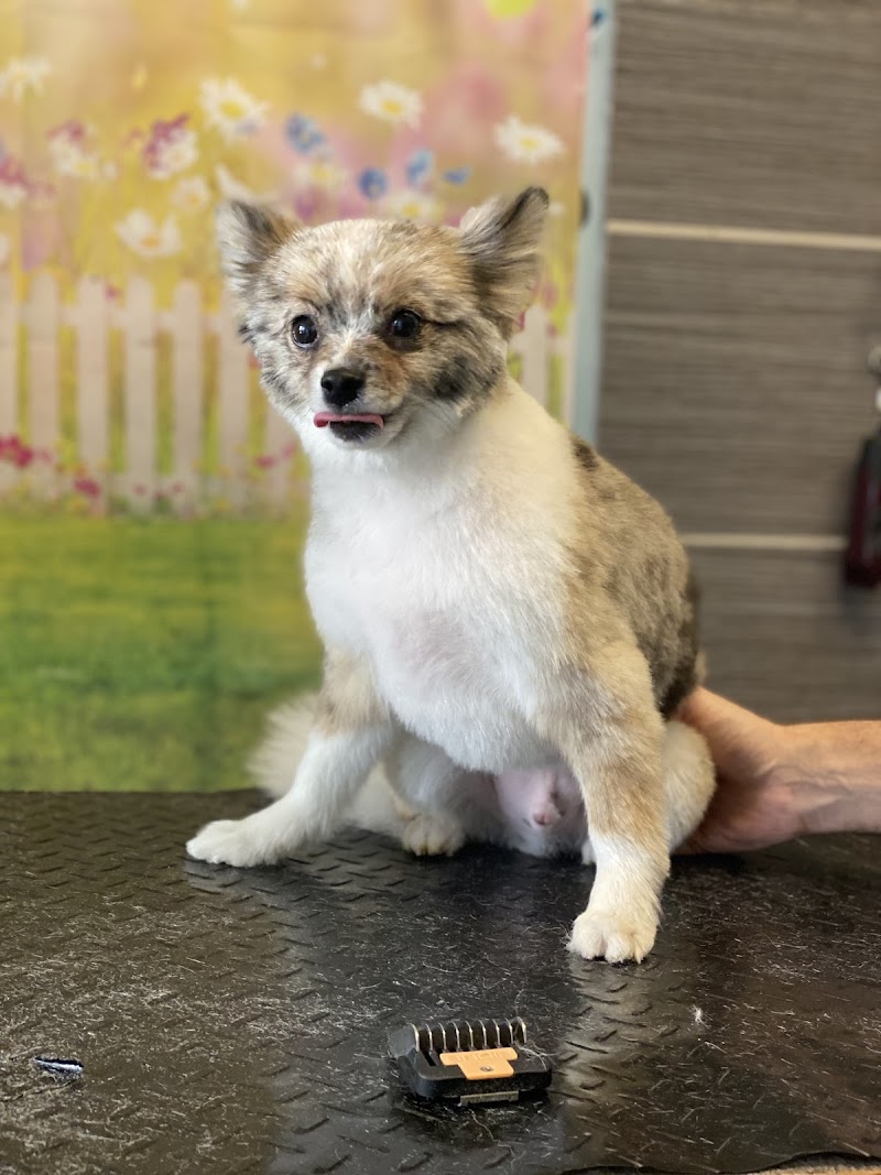 SOS Dog Grooming photo 2