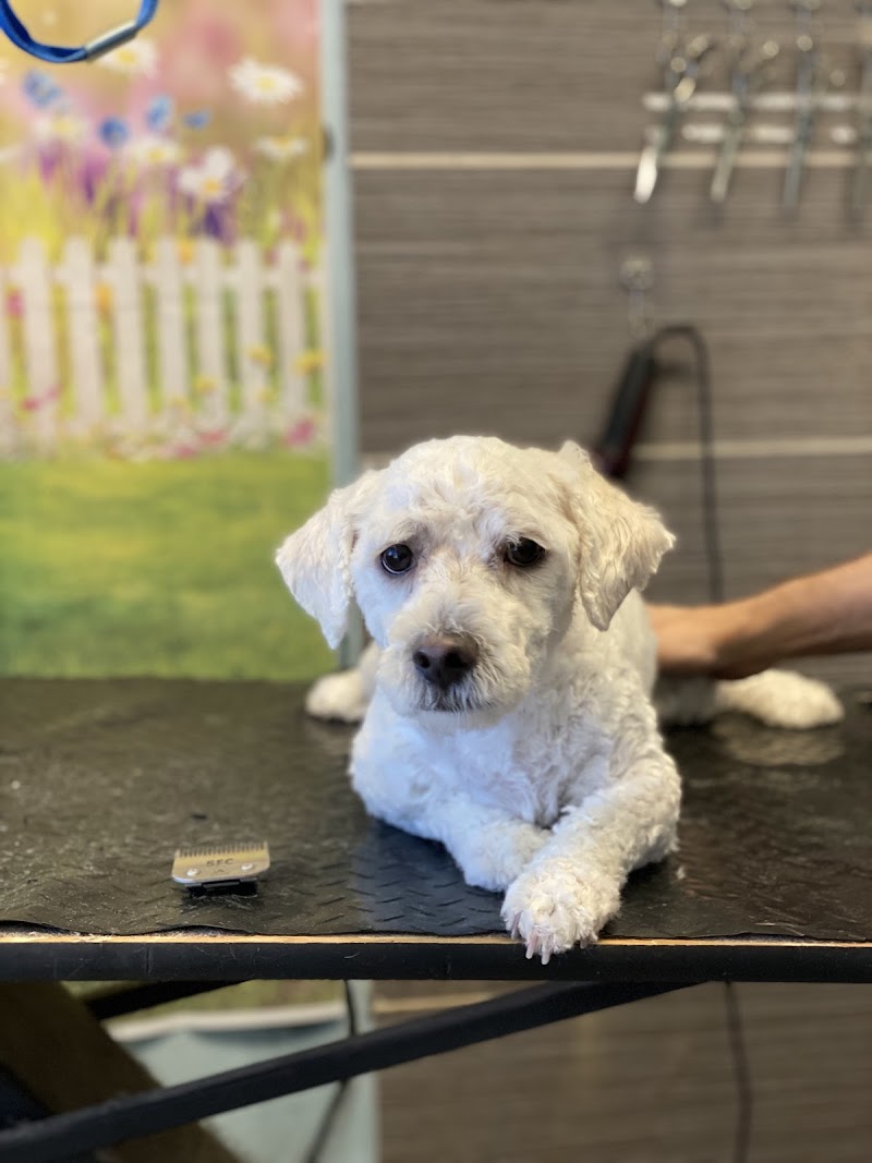 SOS Dog Grooming photo 3