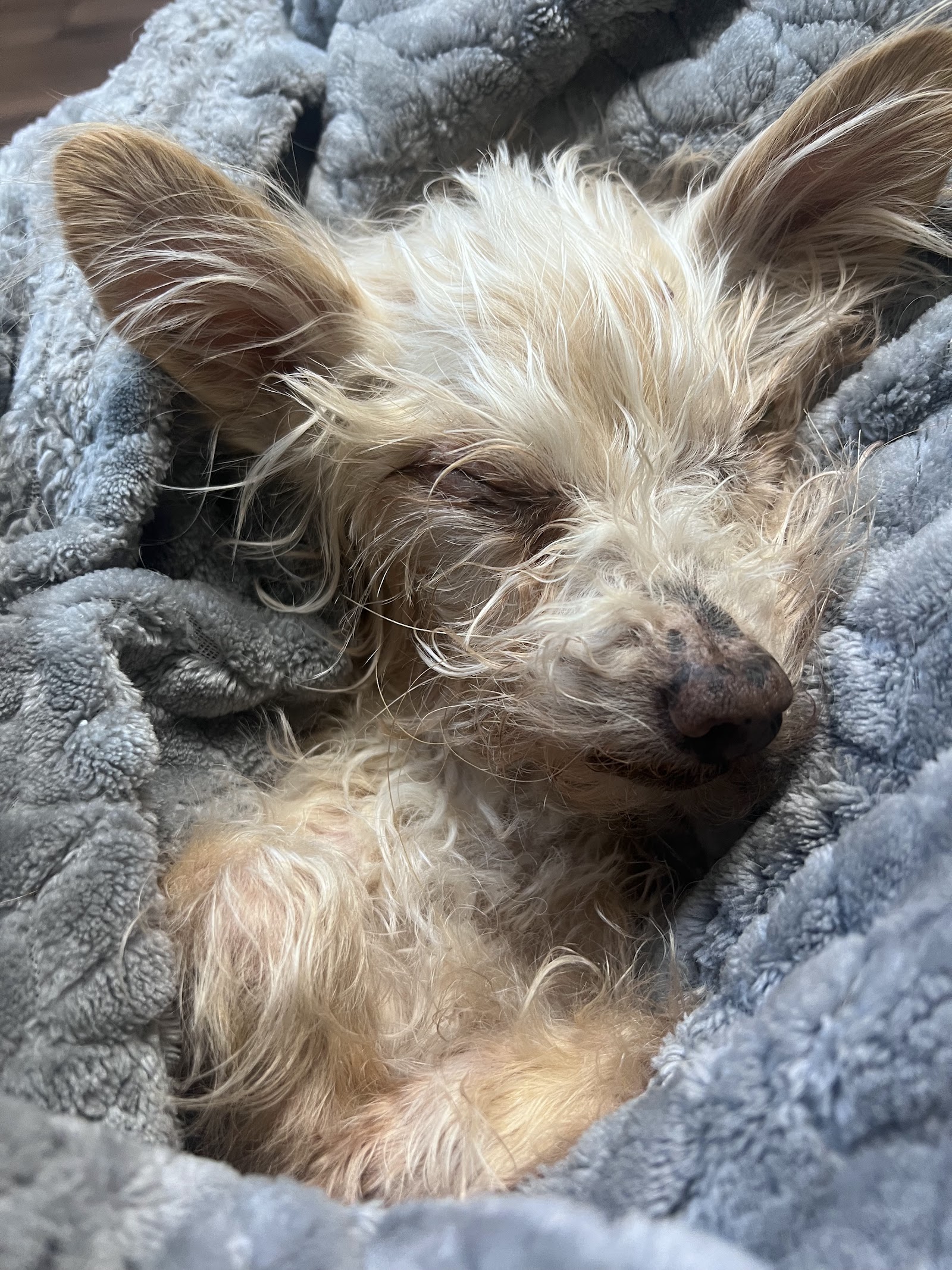 South Atlanta Veterinary Emergency & Specialty, A Thrive Pet Healthcare Partner