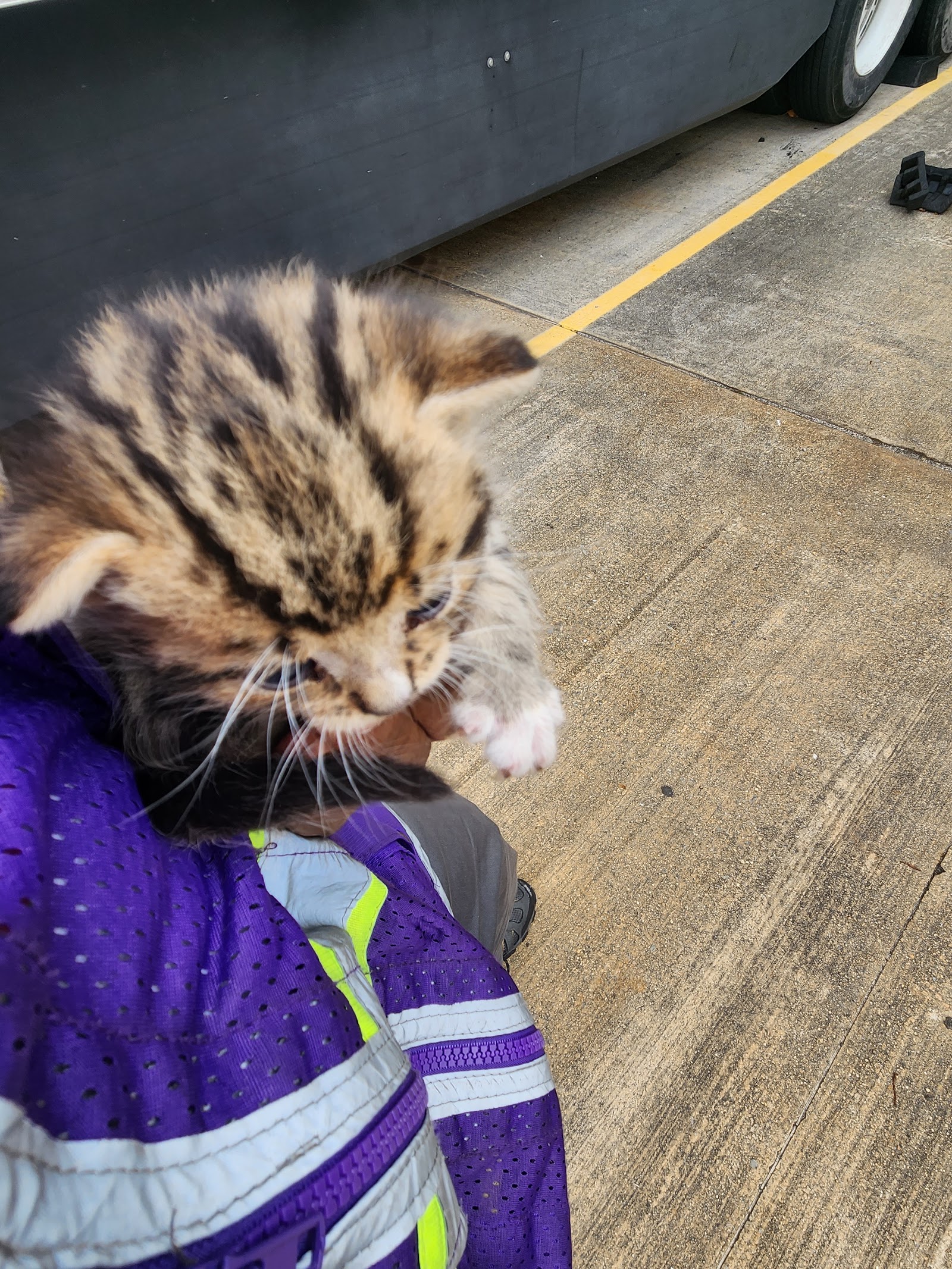 South Jersey Rescue