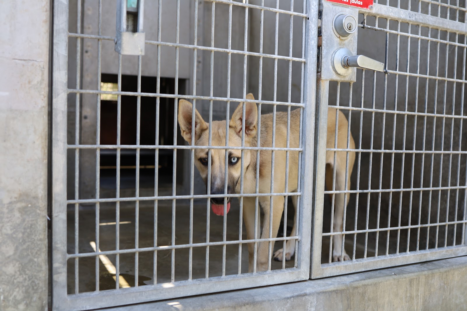 South LA Animal Shelter
