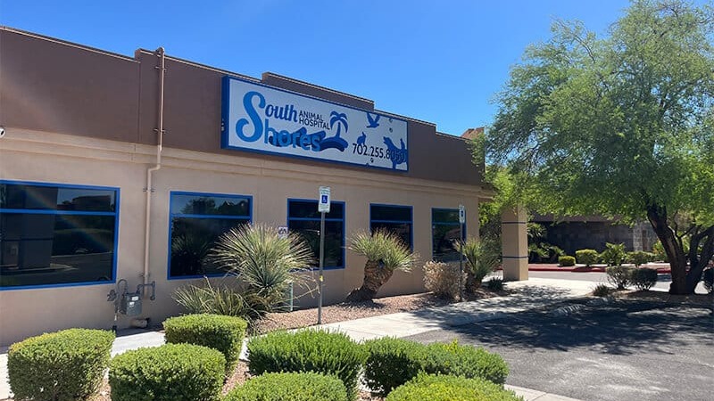 South Shores Animal Hospital