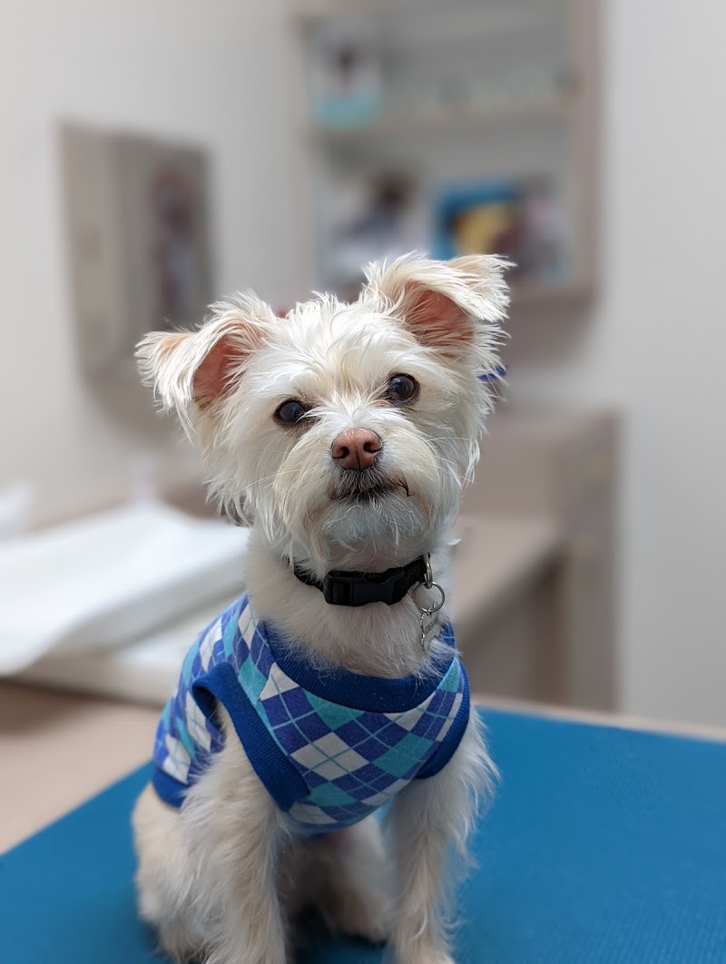 South Shores Animal Hospital photo 3