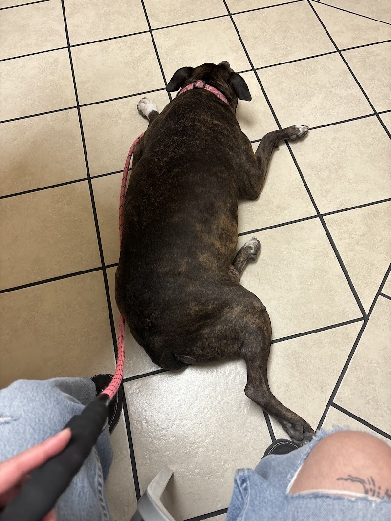 Southwest Animal Hospital