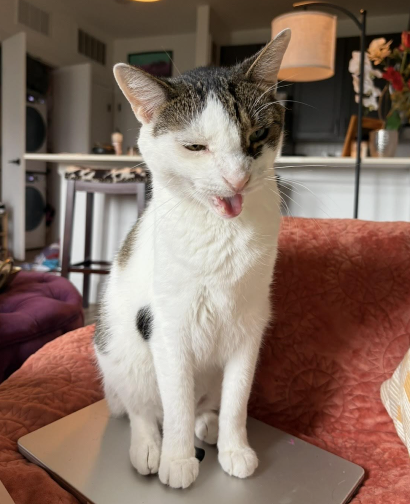 Southwest Vet photo 2