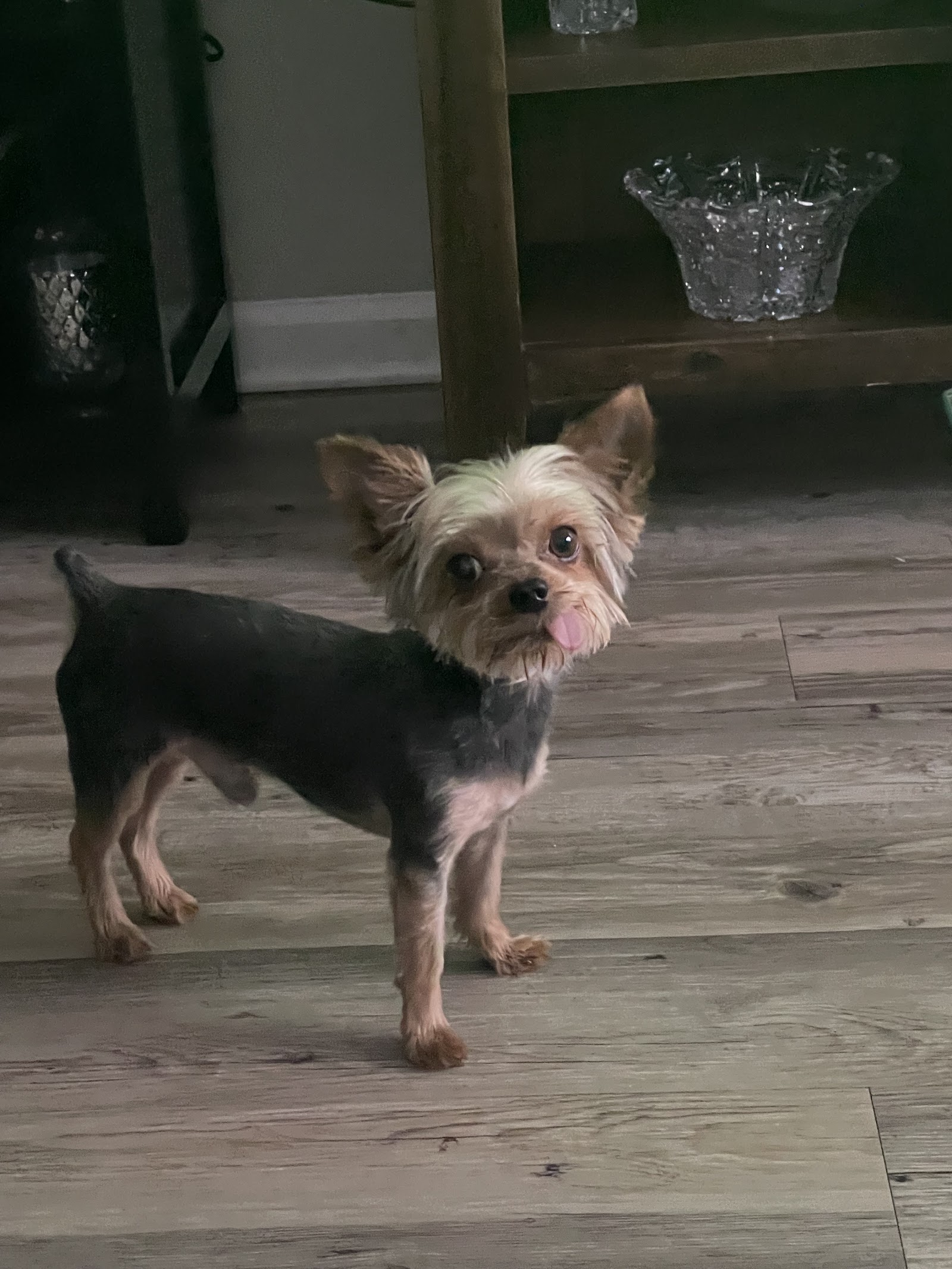 Sparky's Pet Salon