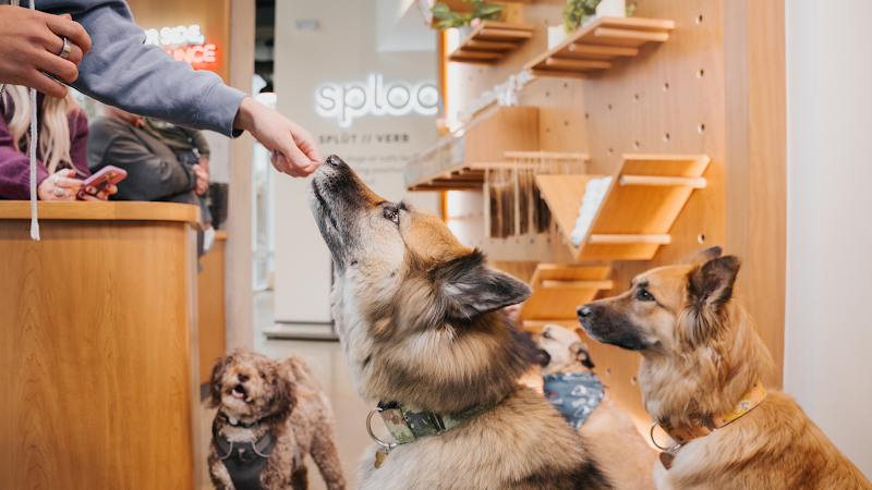 Sploot Veterinary Care - RiNo