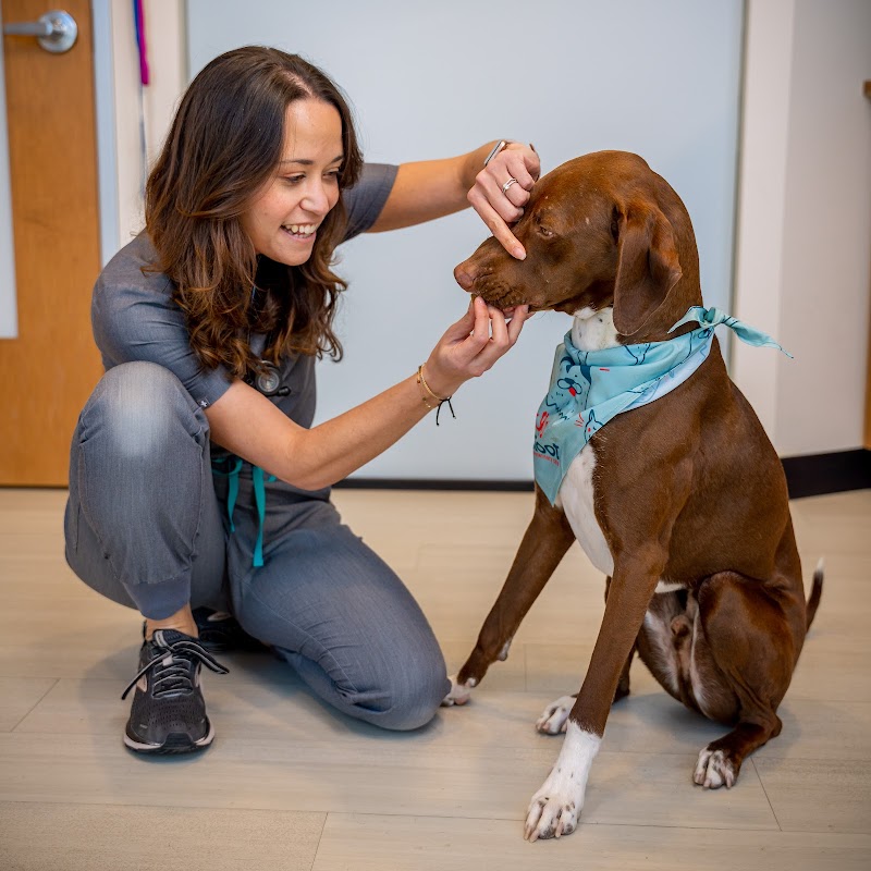 Sploot Veterinary Care - RiNo photo 2