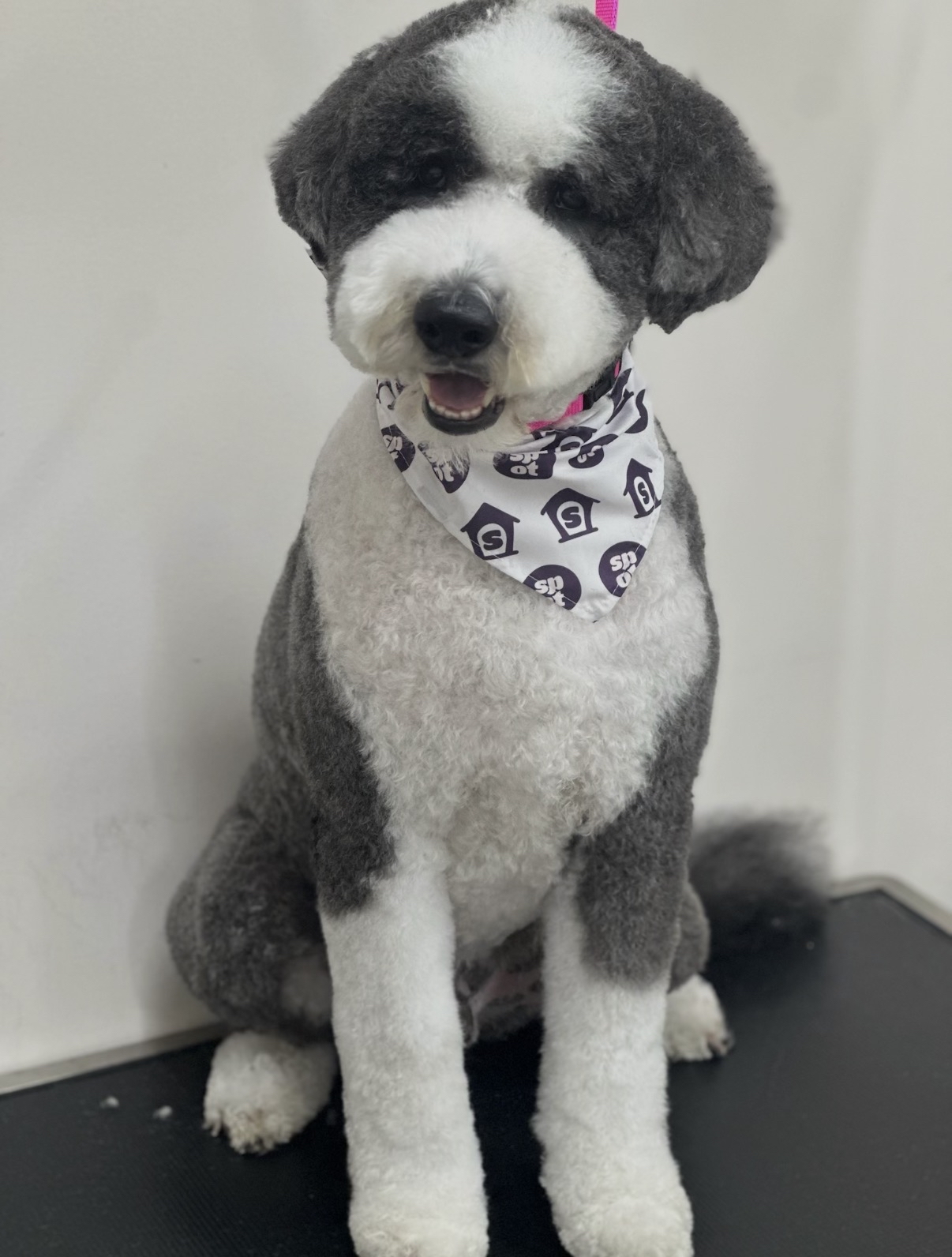 Spot Dog Daycare