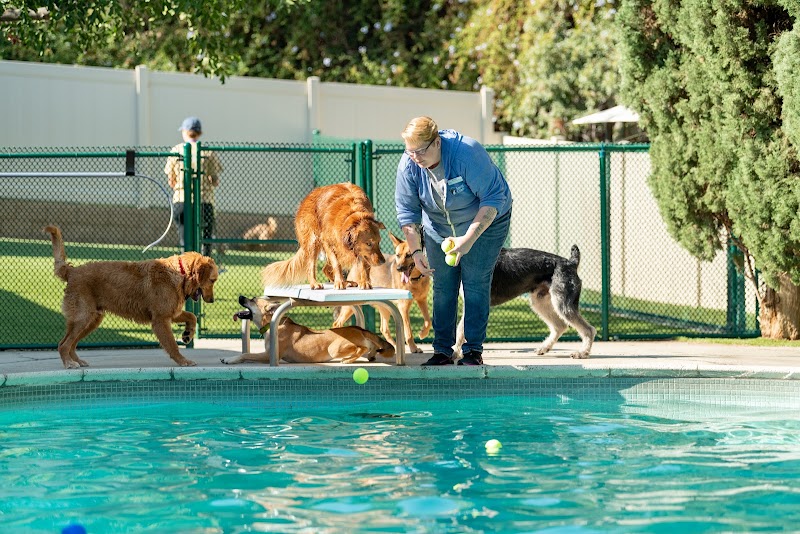 Spring Creek Kennel & Cattery