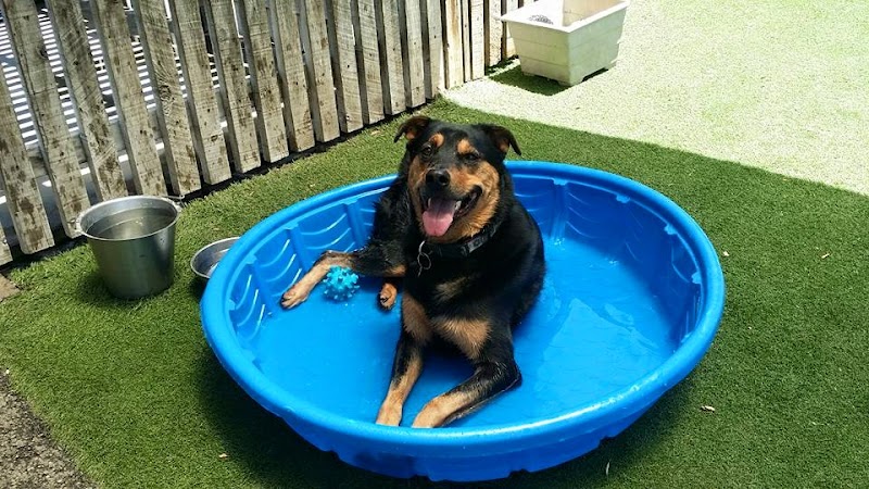 Spring Creek Kennel & Cattery photo 2