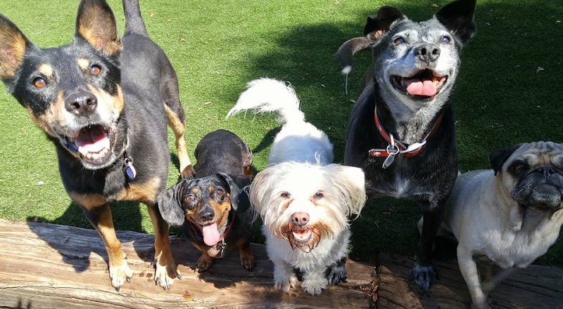 Spring Creek Kennel & Cattery photo 3