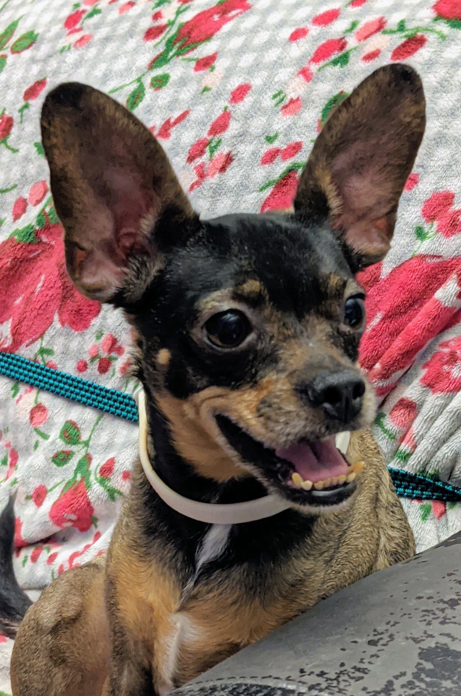 St. Francis Animal Hospital