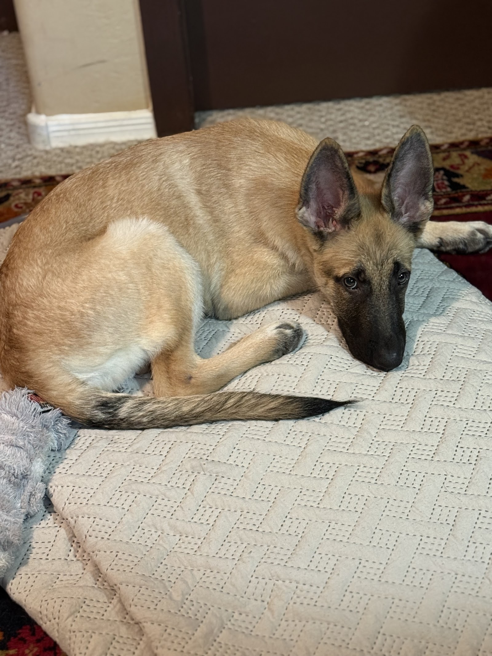 Stealing Hearts Rescue