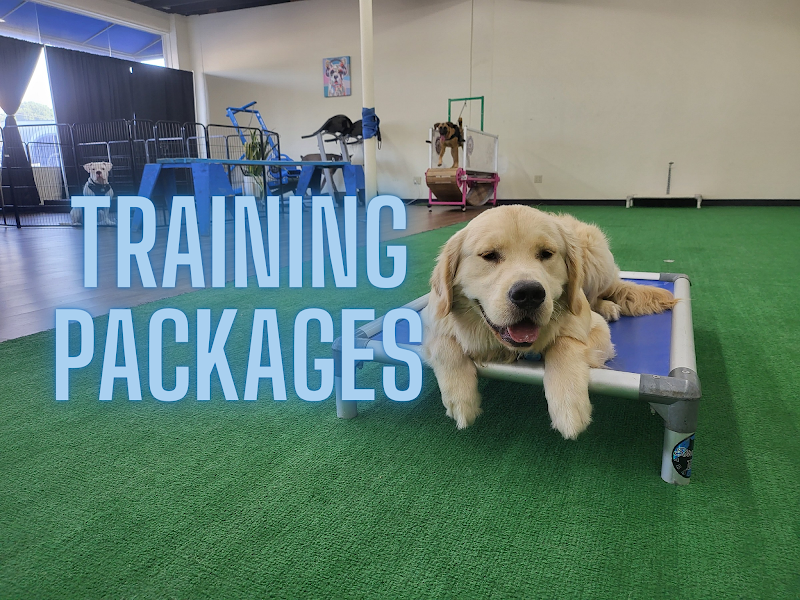 Strategic K9 Training LLC photo 3