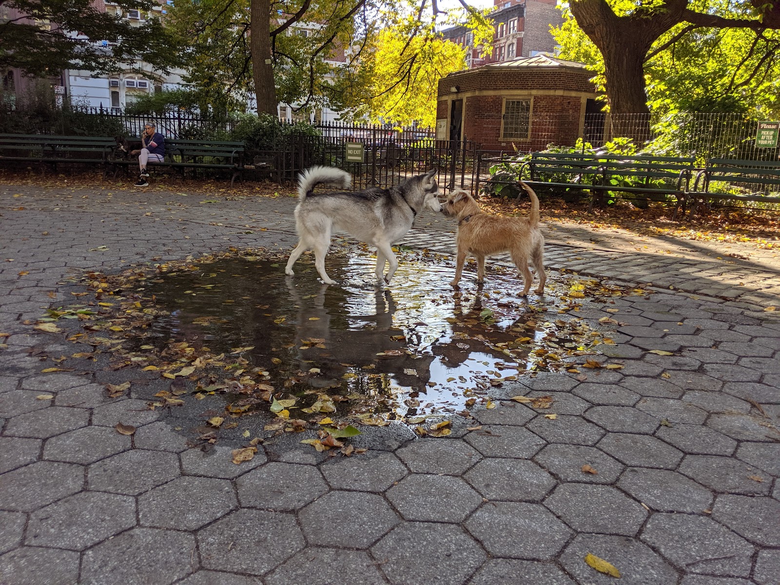 Stuyvesant Park Dog Run