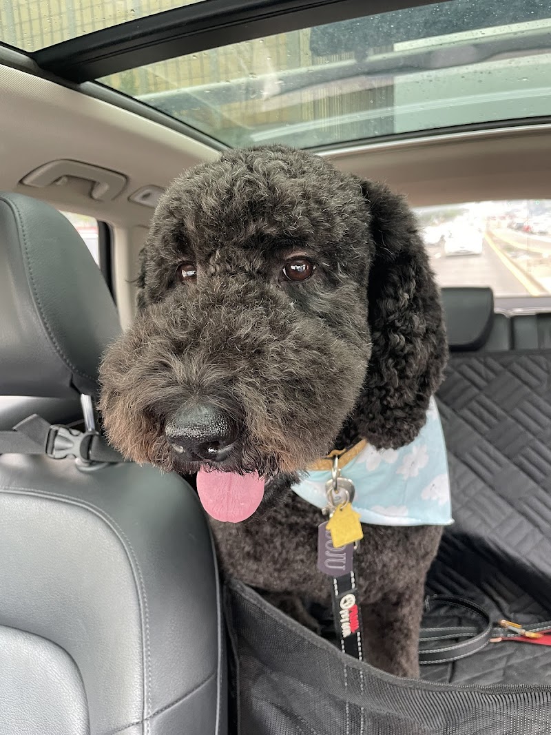 Suds Pet Salon photo 2