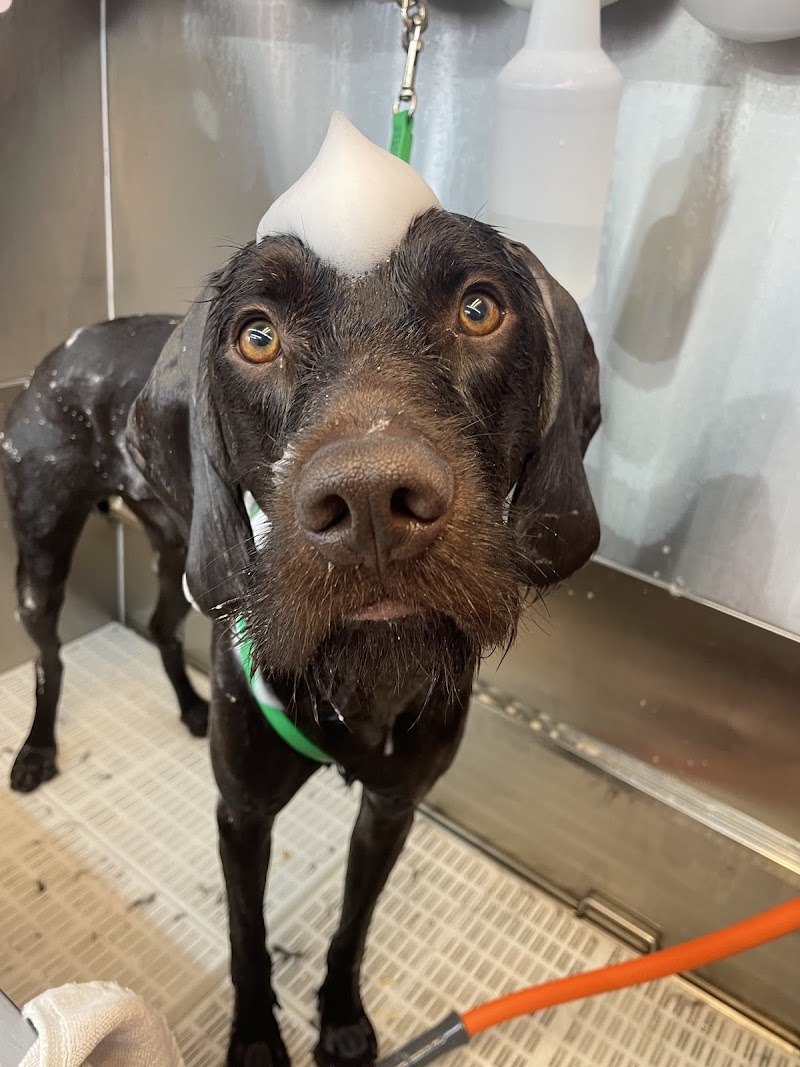 Suds Pet Salon photo 3