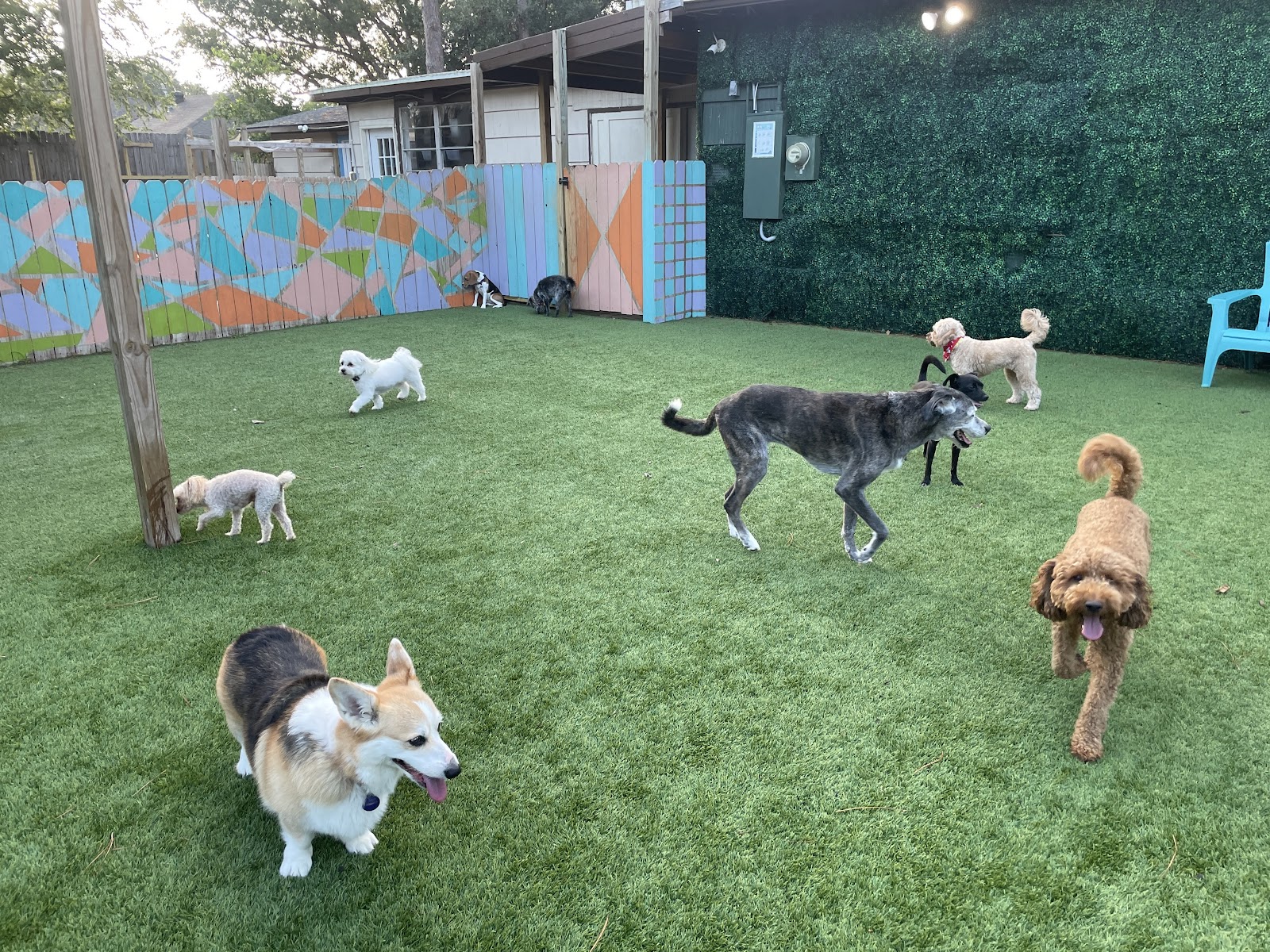 Super Paws: Dog Boarding & Daycare
