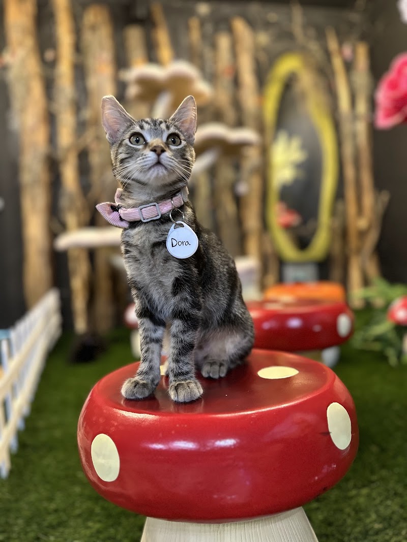 Sydneys Cat Lounge photo 3