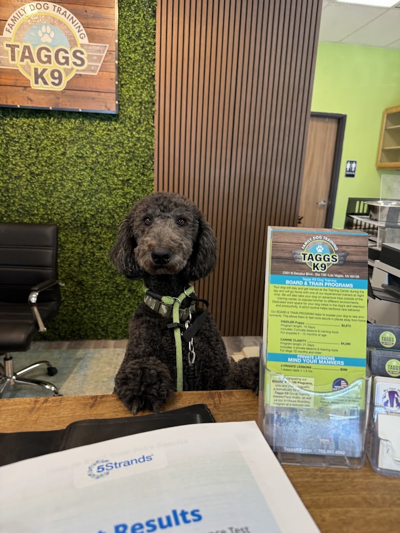 Taggs K9 Dog Training photo 2