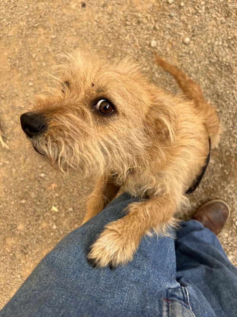 Taggs Town Family Dog Training Center