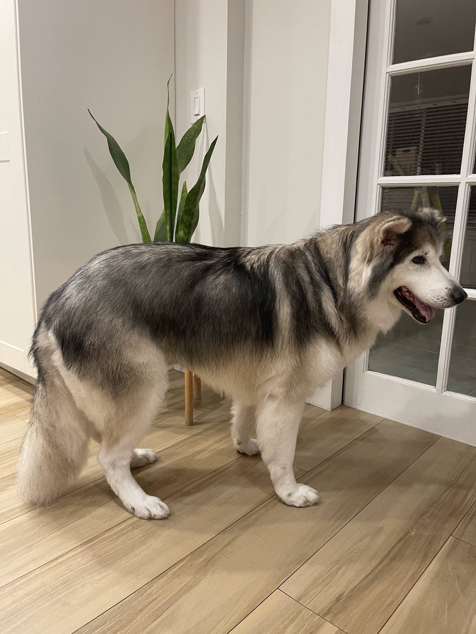 Tails By Orlando Pet Grooming