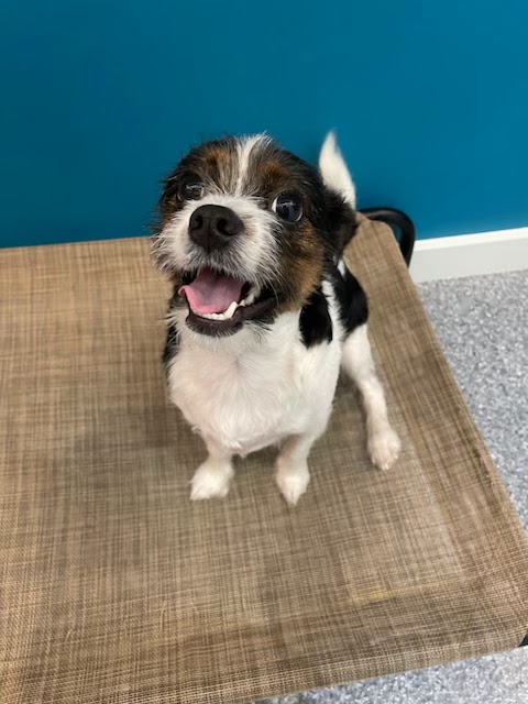 Tails of Manhattan photo 3