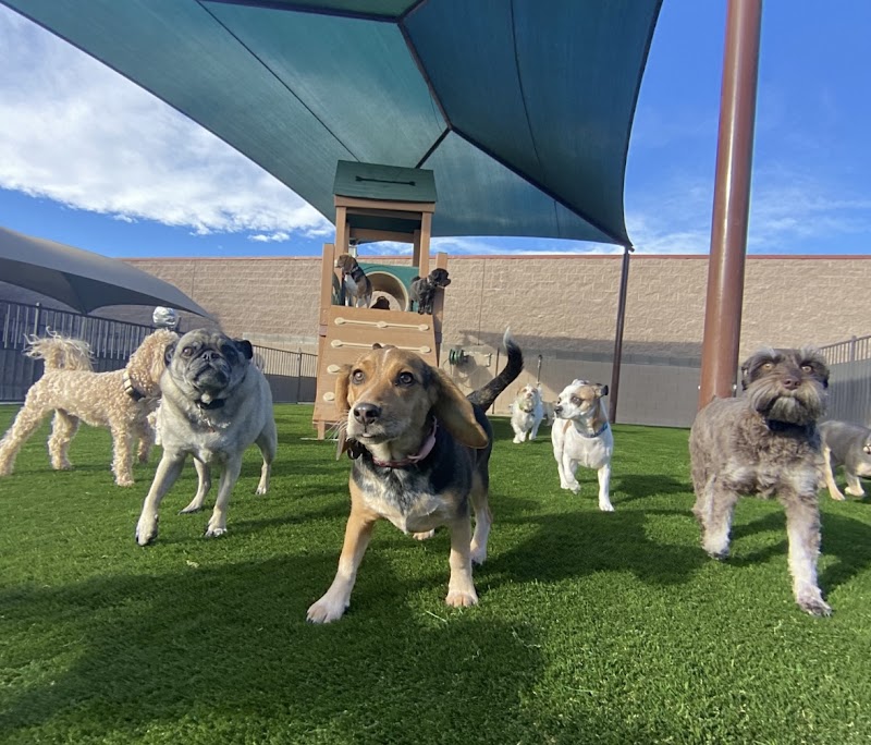 Tails Pet Resort photo 2