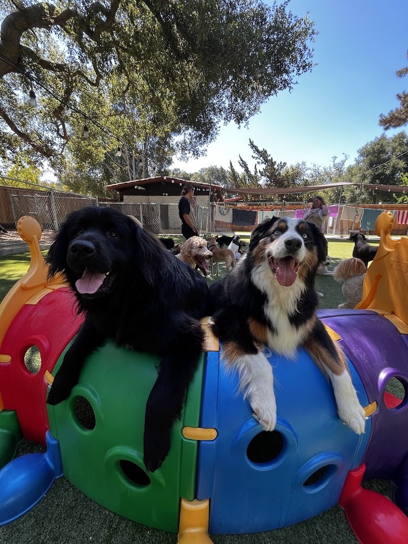 Tale of the Dog Boarding & Daycare