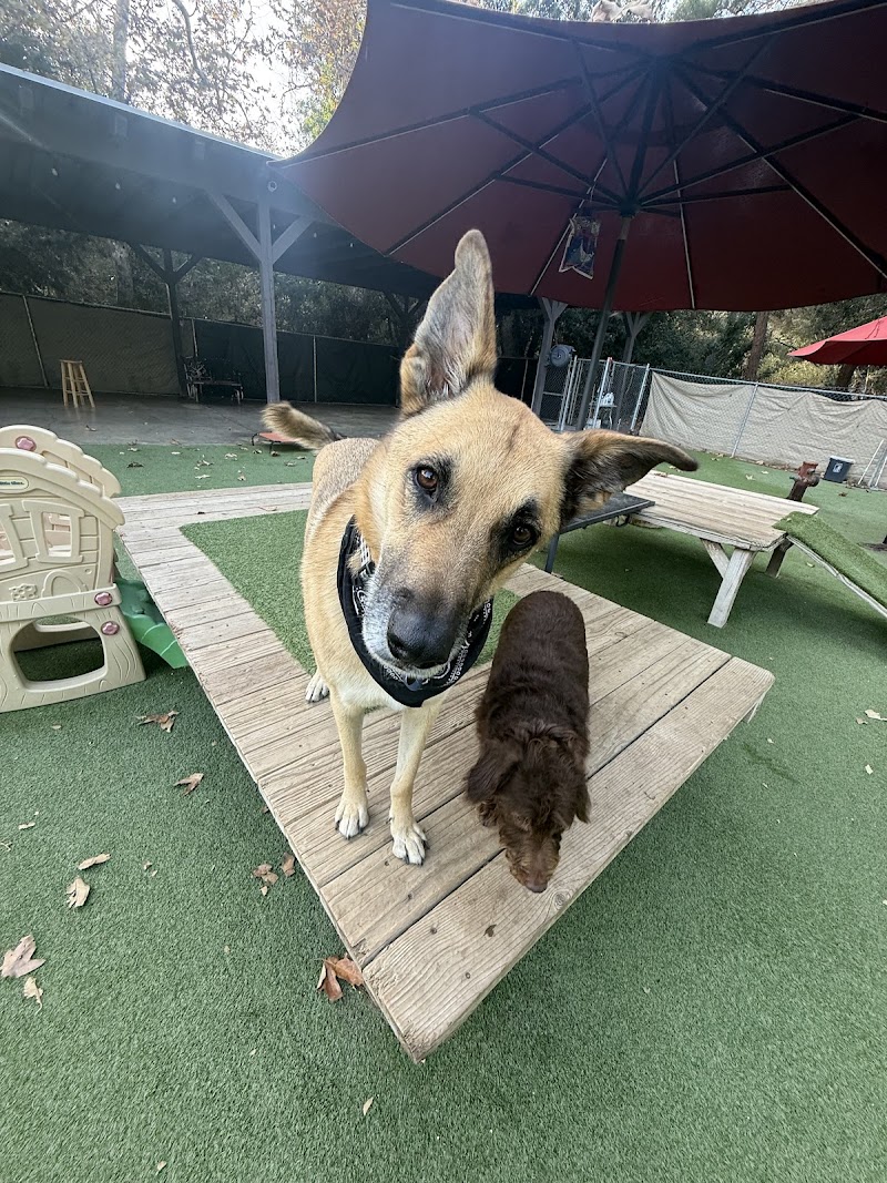 Tale of the Dog Boarding & Daycare photo 2