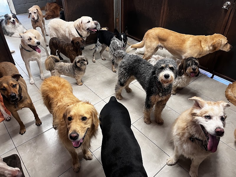 Tale of the Dog Boarding & Daycare photo 3