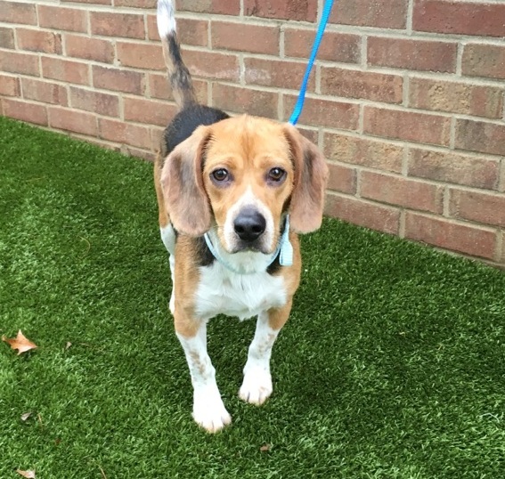 Tall Tails Beagle Rescue