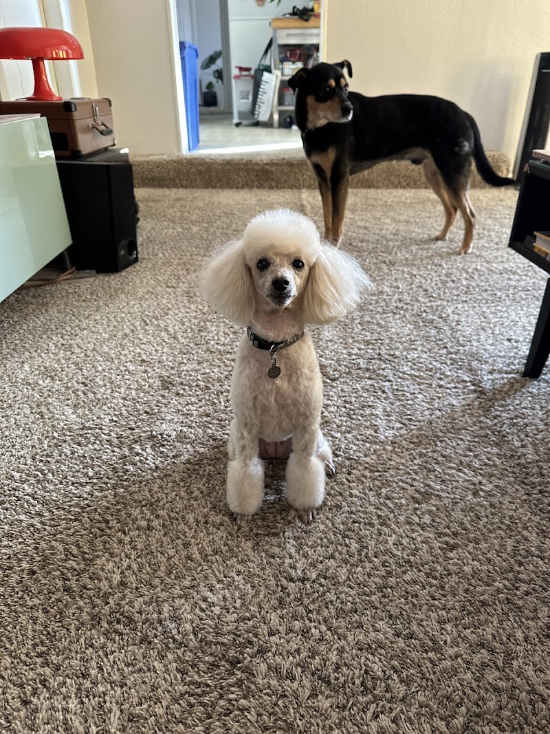 Tangled Tails Grooming Salon