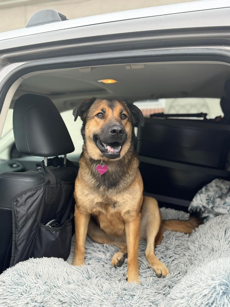 Tangled Tails Grooming Salon photo 3