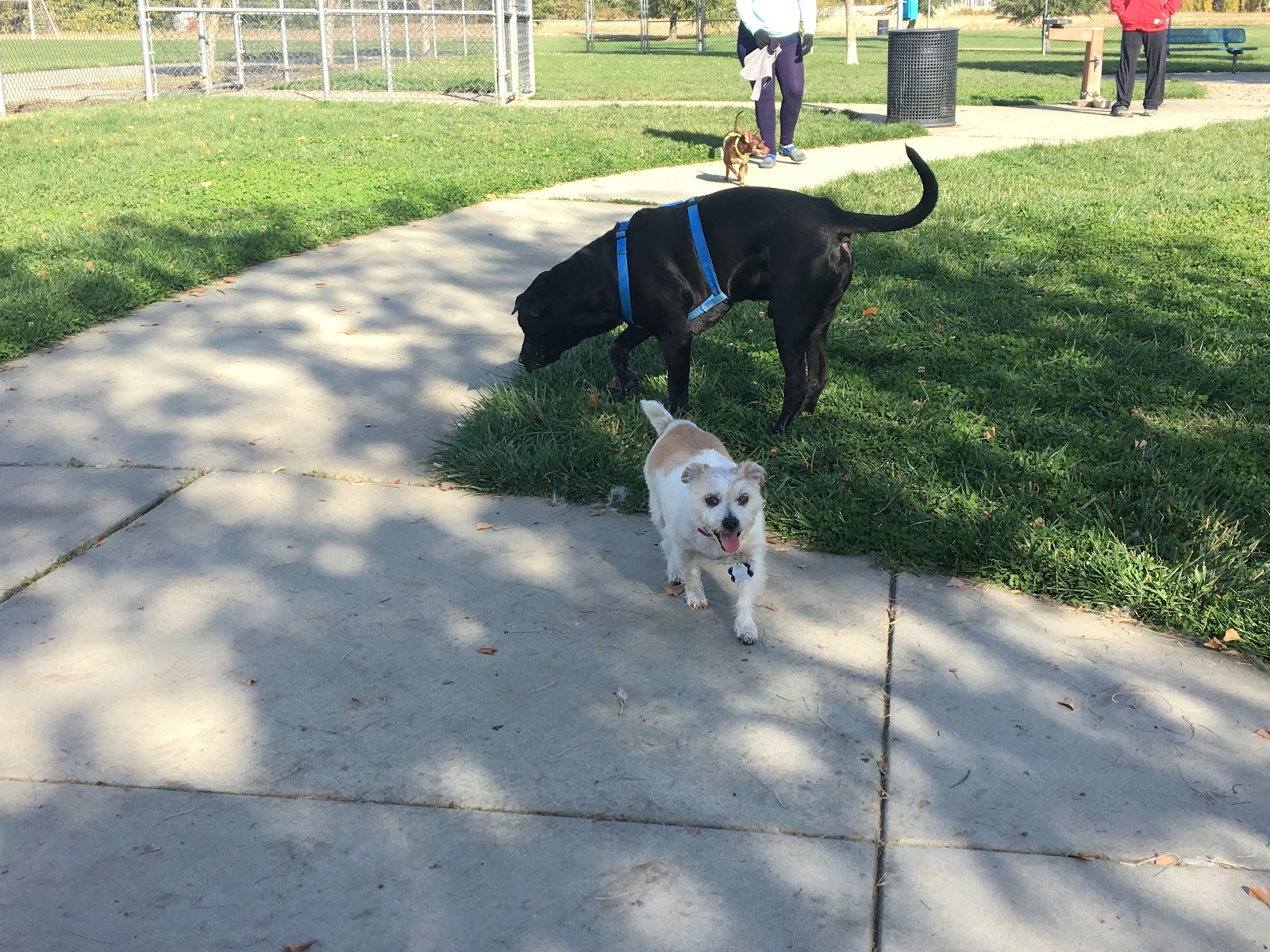 Tanzanite Dog Park