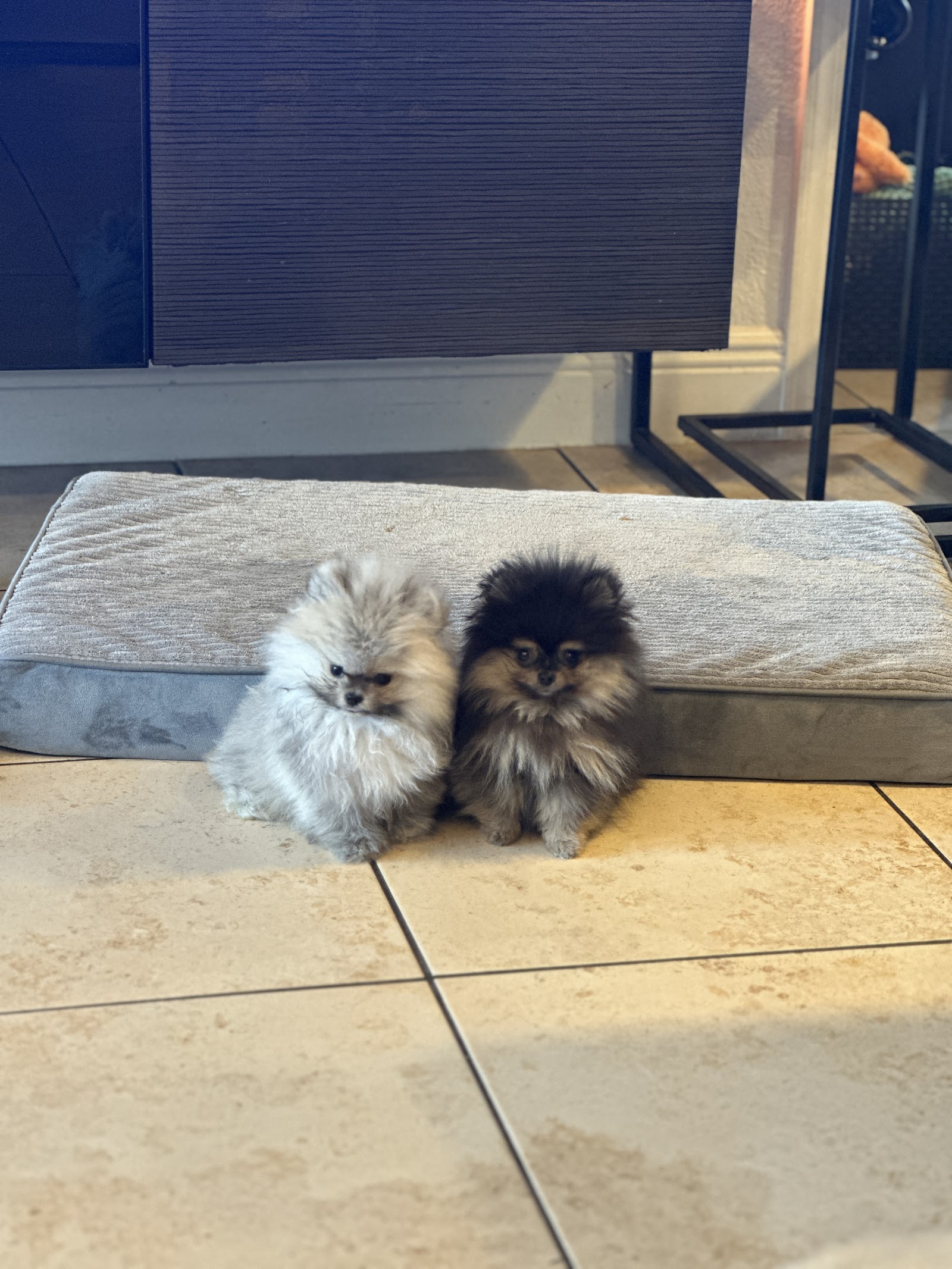 Teacup Pomeranian Puppies For Sale | Platinum Pups Of Miami