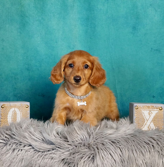 Teacup Puppy Store in New York
