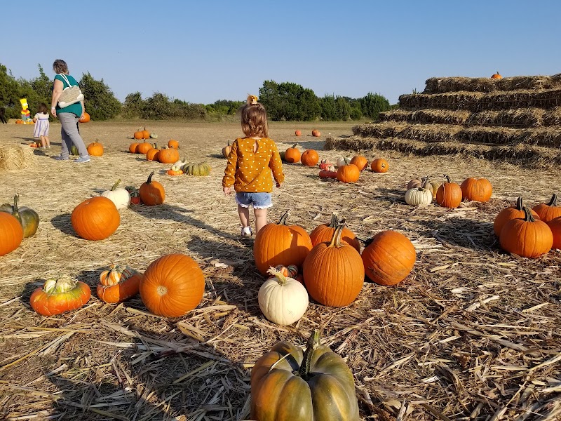 Texas Humane Heroes photo 2