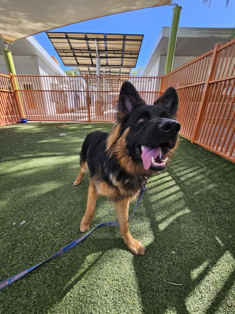 The Animal Foundation photo 2