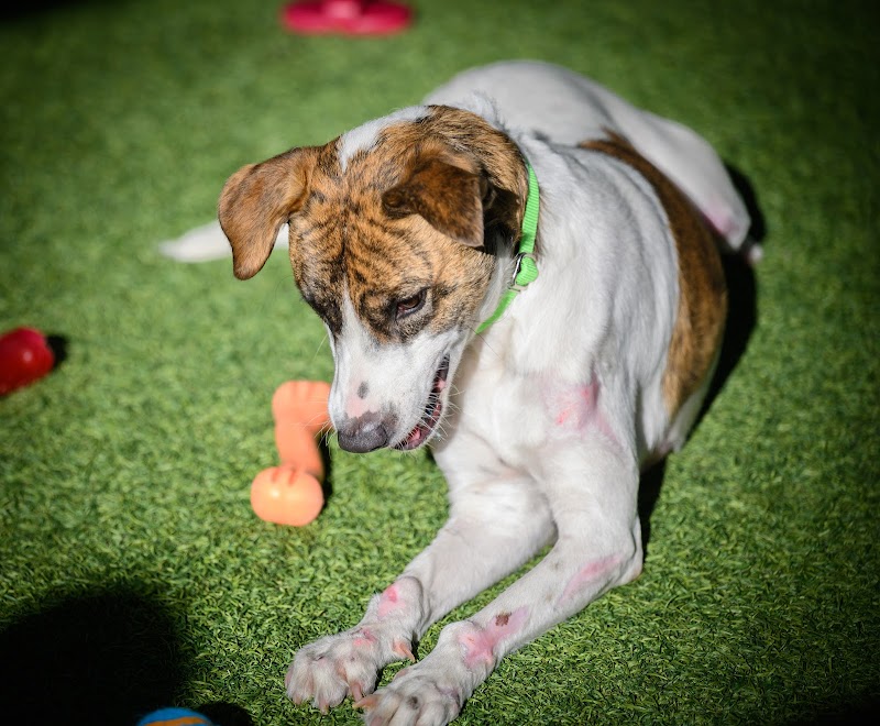 The Animal Pad photo 2